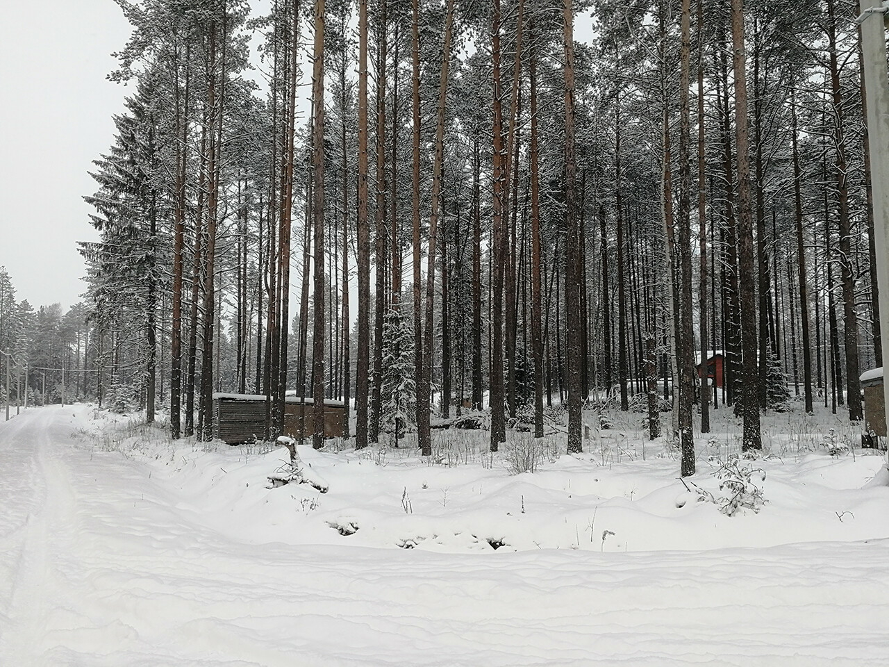 Купить Участок В Сосновом Лесу Ленинградской Области