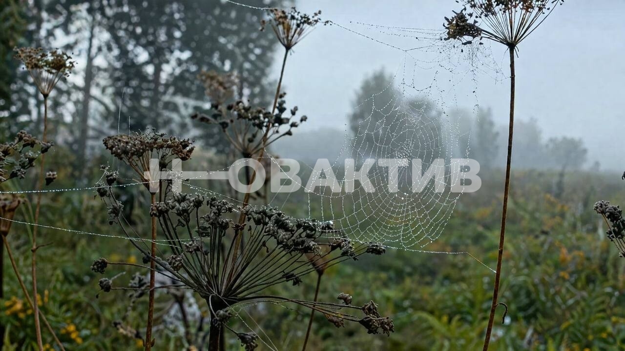 Участок · 9.3сот. — Изображение 2